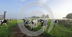 Foggy morning Brundee dairy pastures