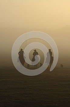 Foggy morning cattle drive