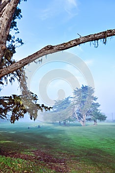 Foggy morning on coastal golf course with golfers