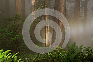 Foggy coastal redwood Sequoia sempervirens forest in Northern California, in the early morning light