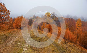 Foggy morning on countryside road in the autumn