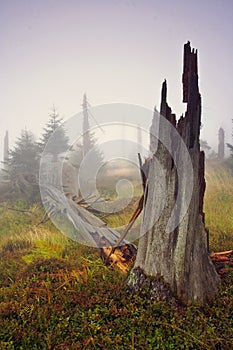 Foggy morning in dead forest