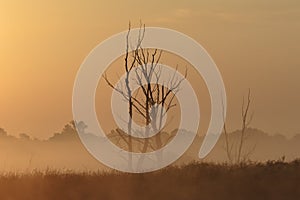 Foggy morning and dry tree