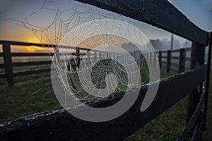 Foggy morning fences and webs.