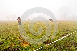 On a foggy morning in the field