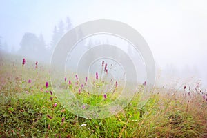 Foggy morning on the field photo