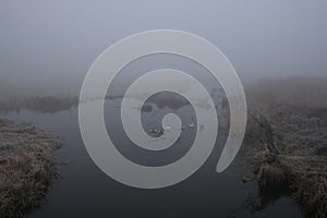 Foggy morning. Gray mystical landscape