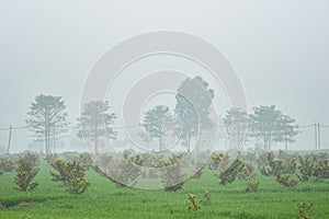 Foggy morning in the guava trees farming field photo