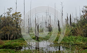 A foggy morning in the Guste Island marsh with dead cypress trees and tropical vegetation photo