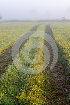 Foggy morning in the haze landscape.