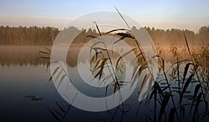 Foggy morning by the lake, III