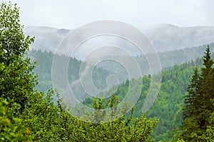 Foggy morning landscape