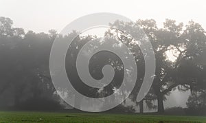 Foggy morning look at the trees in St. Francisvllle