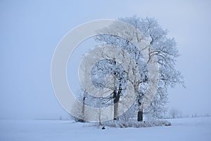 Foggy morning .Oak trees on a snowy field .