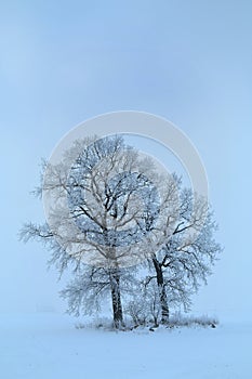 Foggy morning .Oak trees on a snowy field .