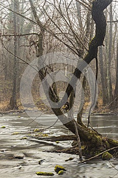 Foggy morning over the river Kamchia