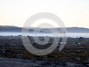 Foggy Morning on Pacific Northwest Coast