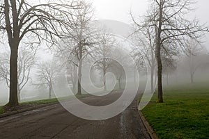 Foggy Morning at the Park Winding Path