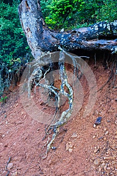 Exposed Lichen Covered Pine Tree Roots, Greek Mountains