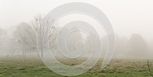 Foggy morning on a rural Louisiana farm