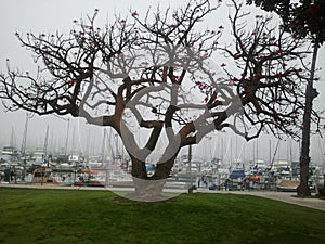 Foggy morning in Santa Barbara.