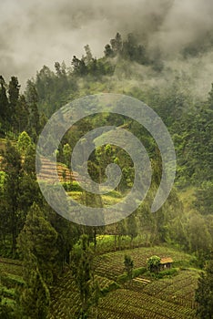 Foggy morning at the slopes of Bromo volcano, Java, Indonesia