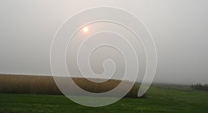 Foggy morning sunrise over upstate NY crop field