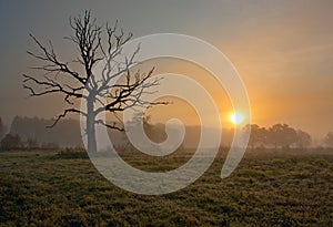 Foggy morning with tree