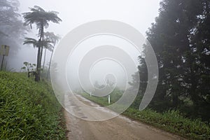 Foggy morning in tropical rainforest with tree ferns.