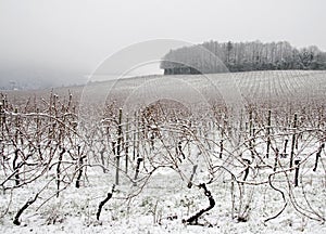 Foggy morning in vineyard