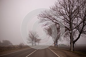 foggy morning on a winter day in the countryside, bare trees on the side of the road, dramatic mysterious mood