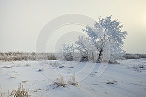 Foggy morning winterscape in Washington.