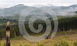 Foggy Mountain Clearcut Logging Effect Tree Stumps Deforestation