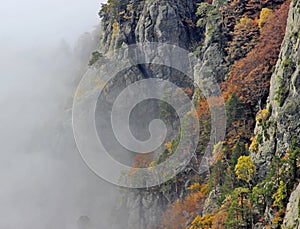 Autunno foresta nebbioso 