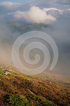 Foggy mountain landscape with blossoming rhododendron flowers