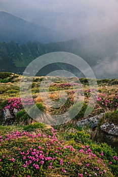 Foggy mountain landscape with blossoming rhododendron flowers