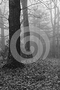 Foggy Mountain Path