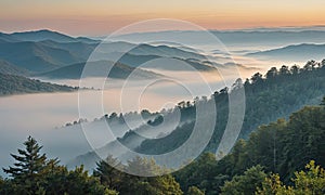 A foggy mountain top with trees and fog rolling in.