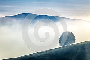 A foggy mountainous landscape with a tree