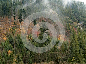 Foggy Mountainside Covered by Trees. Autumn Colors. photo
