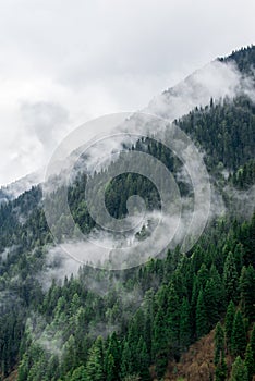 Foggy mountainside in Kashmir