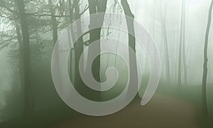 Foggy, mysterious path winding through the forest.