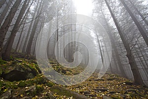 Foggy mystery forest with trees in fall