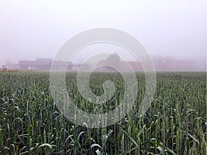 Foggy mystic landscape with rye wheat field and buildings on the background