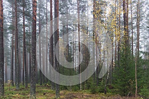 Foggy Norwegian Forest with tall straight trees, for Background or Texture