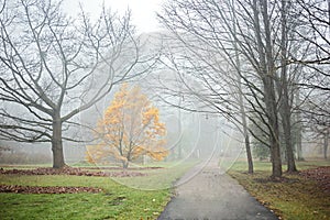 Foggy November day in a park