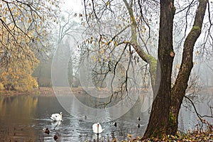 Foggy November day in a park