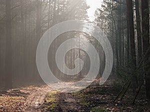 Foggy November morning in the woods.