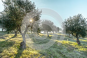 Foggy olive grove in morning dew and hazy sunlight Landscape