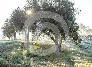 Foggy olive grove in morning dew and hazy sunlight Landscape